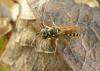 Cerceris sp.
